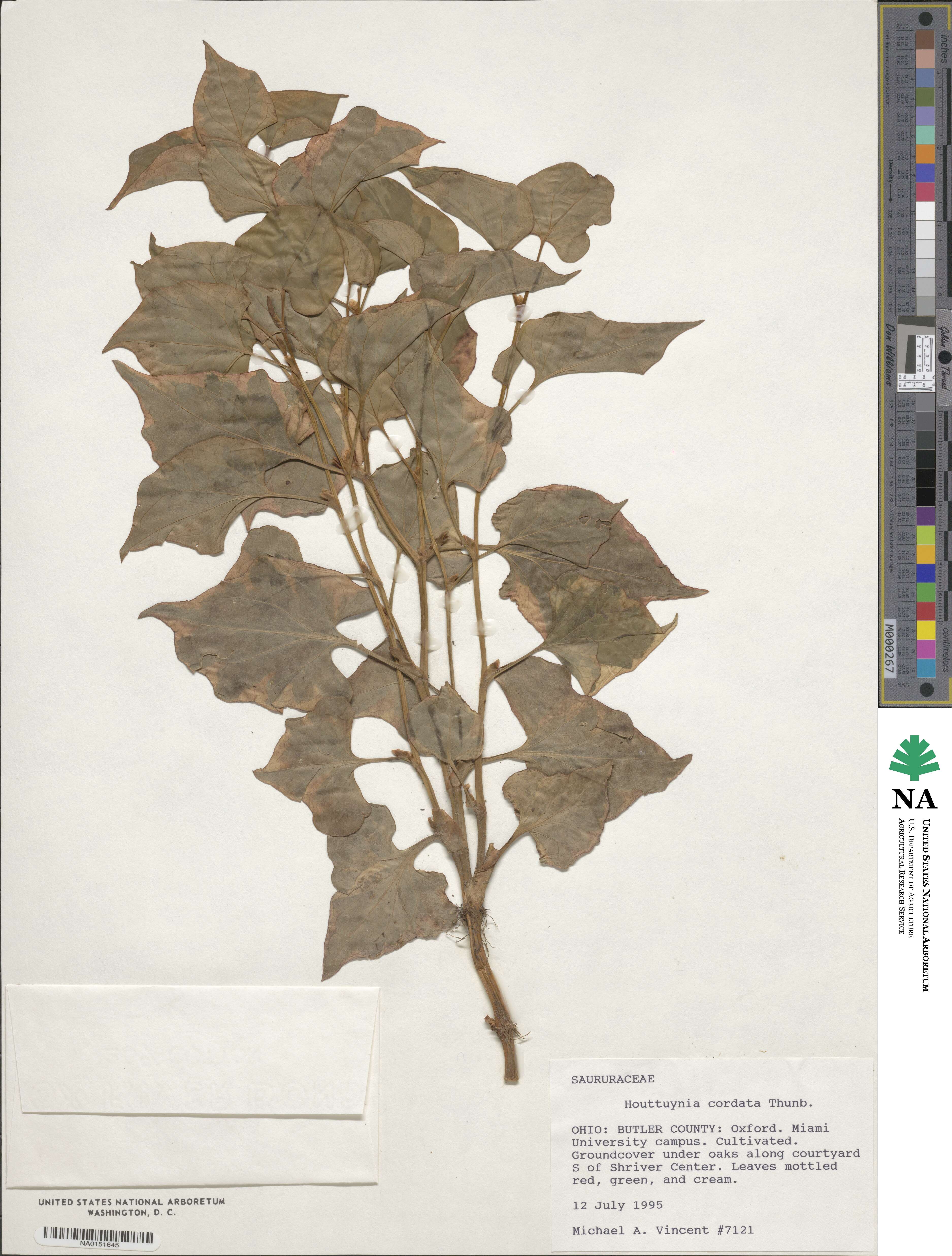 Houttuynia cordata image
