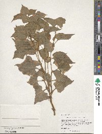 Houttuynia cordata image