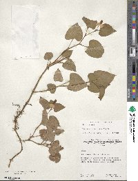 Houttuynia cordata image