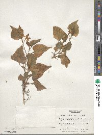 Houttuynia cordata image