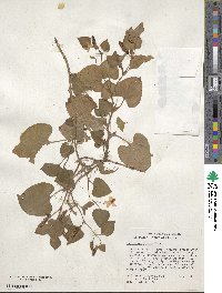 Houttuynia cordata image