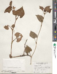 Houttuynia cordata image