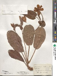 Anemopsis californica image