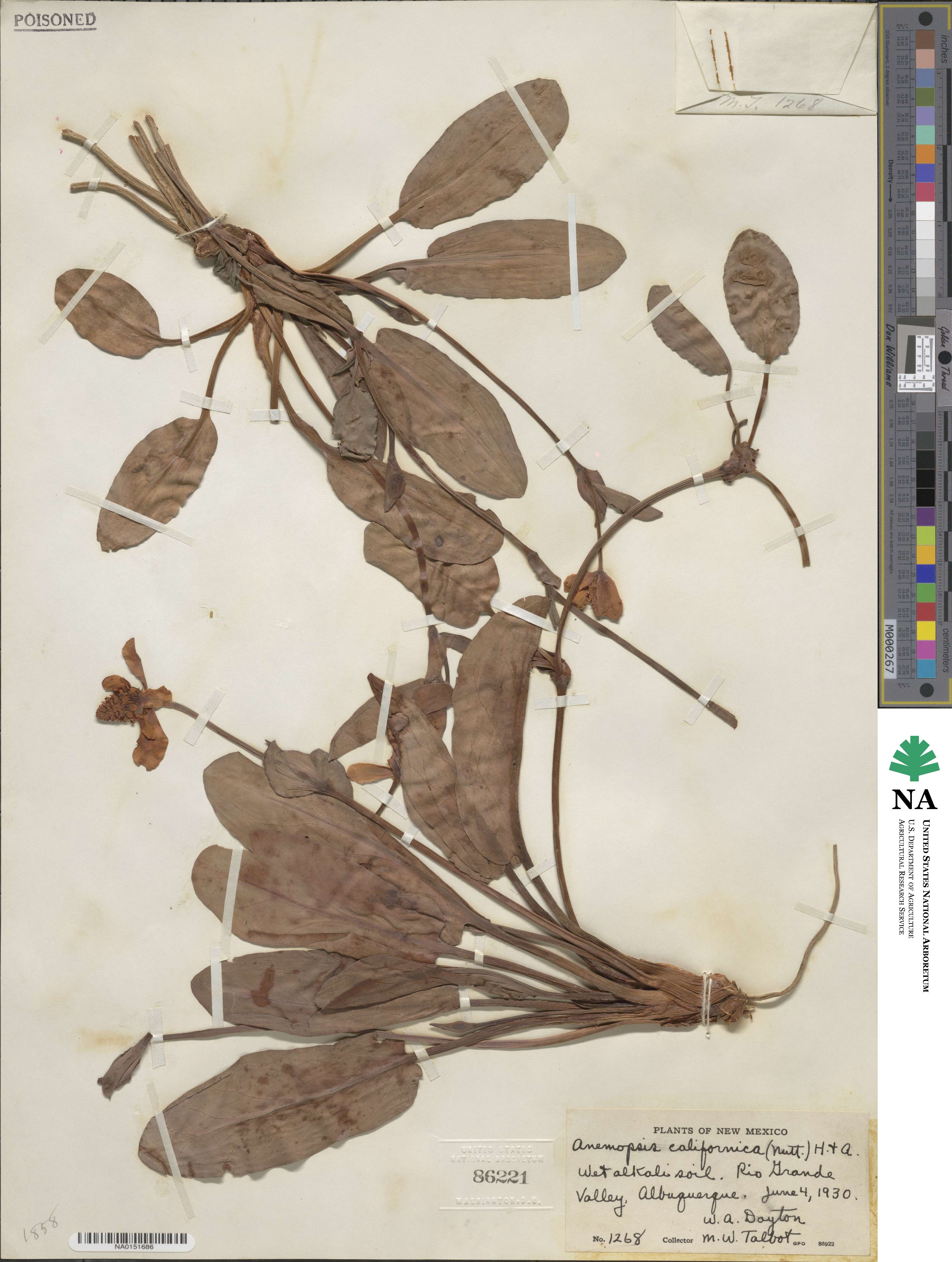 Anemopsis californica image