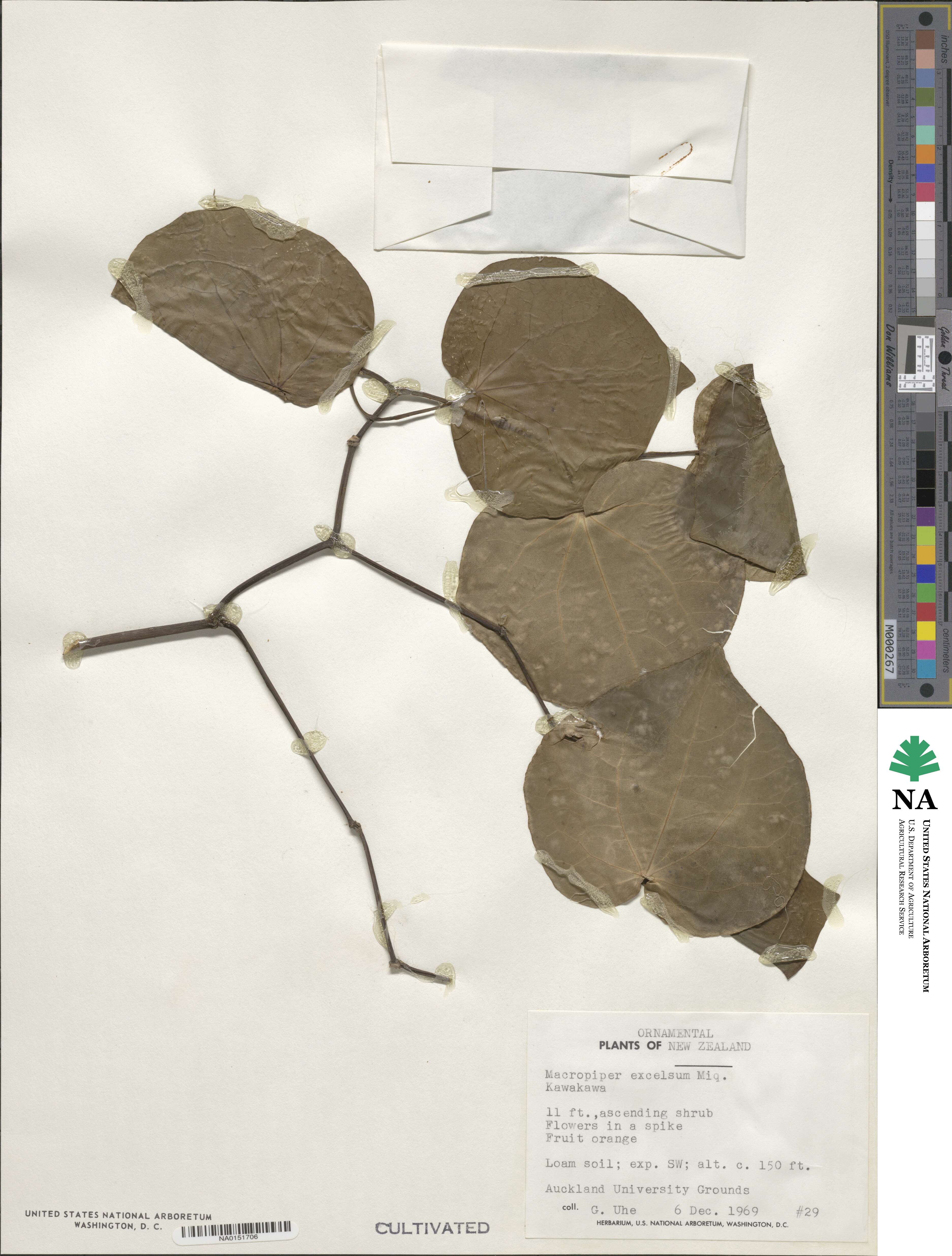 Macropiper excelsum image