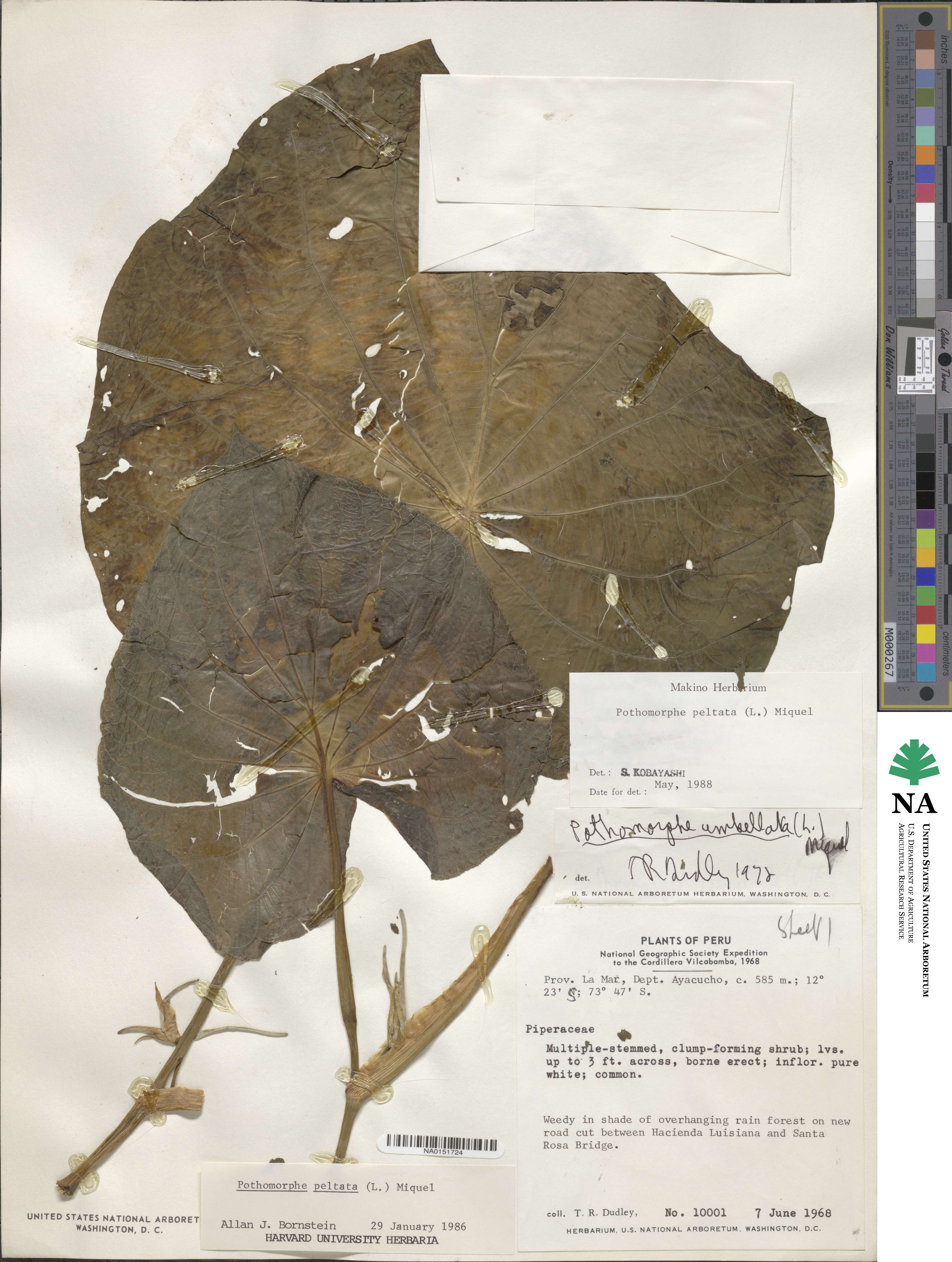 Piper peltatum image