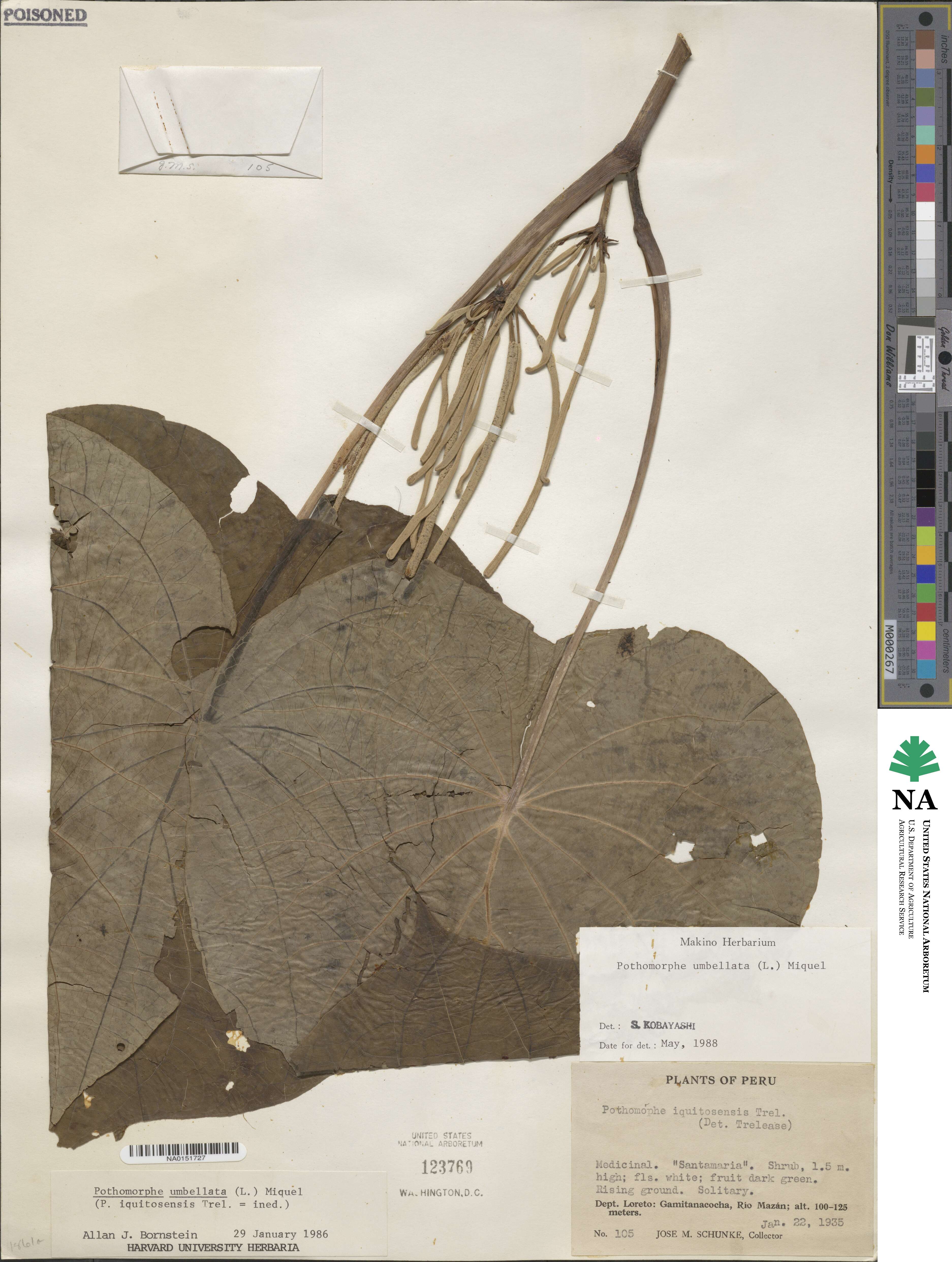 Piper umbellatum image
