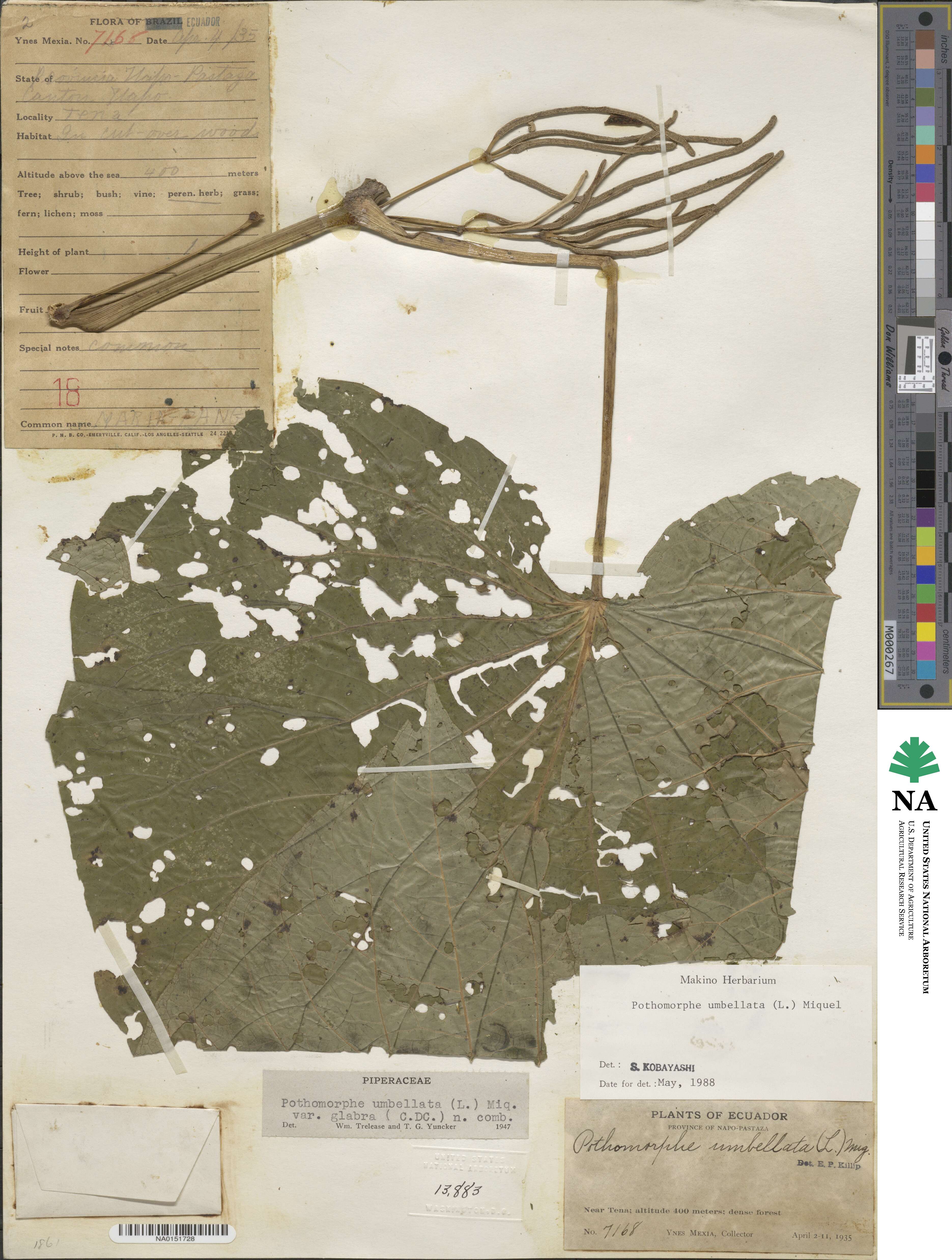 Piper umbellatum image