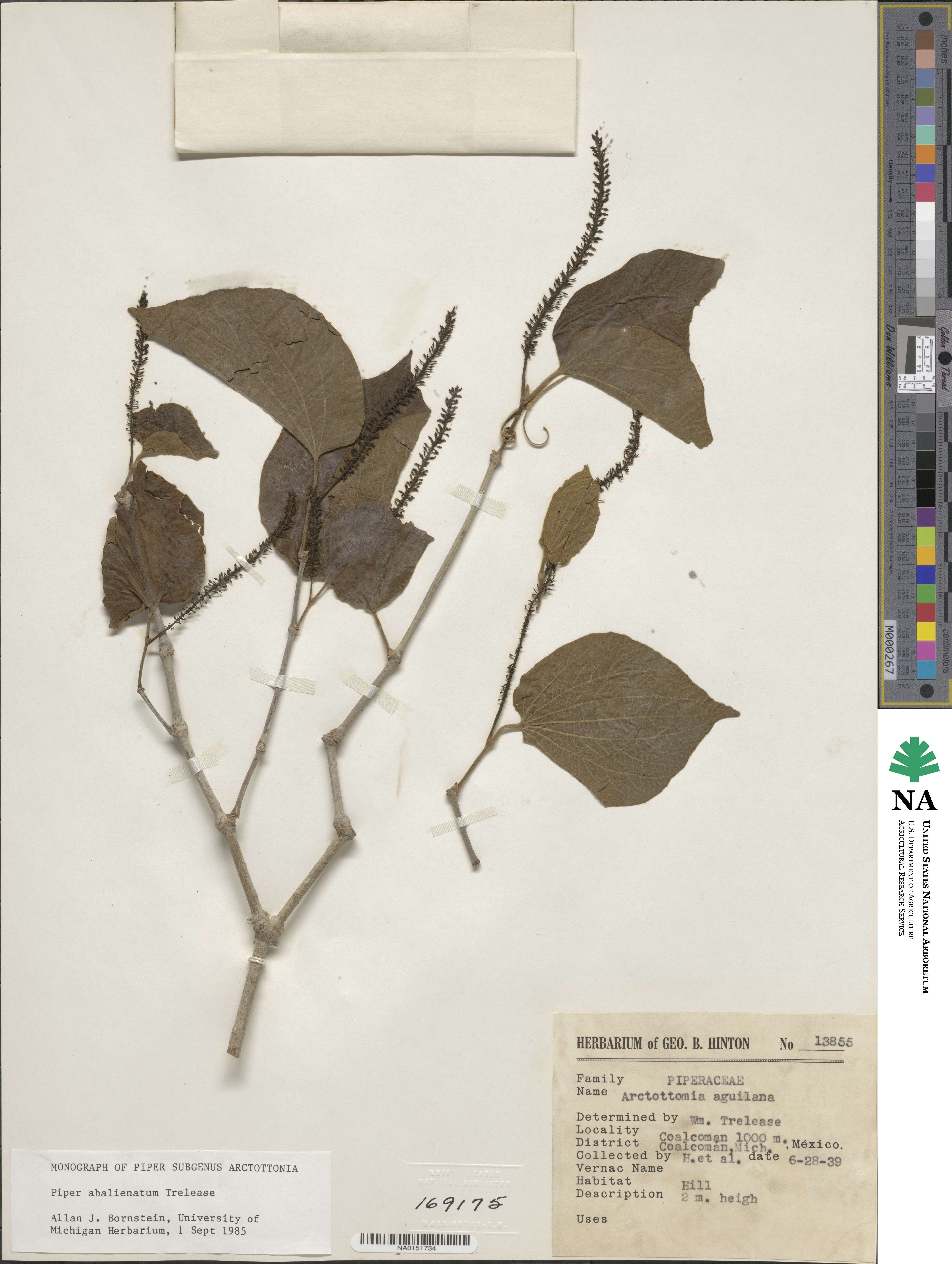 Piper abalienatum image