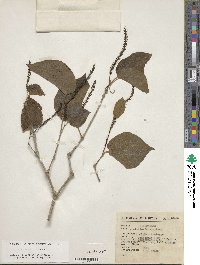 Image of Piper abalienatum