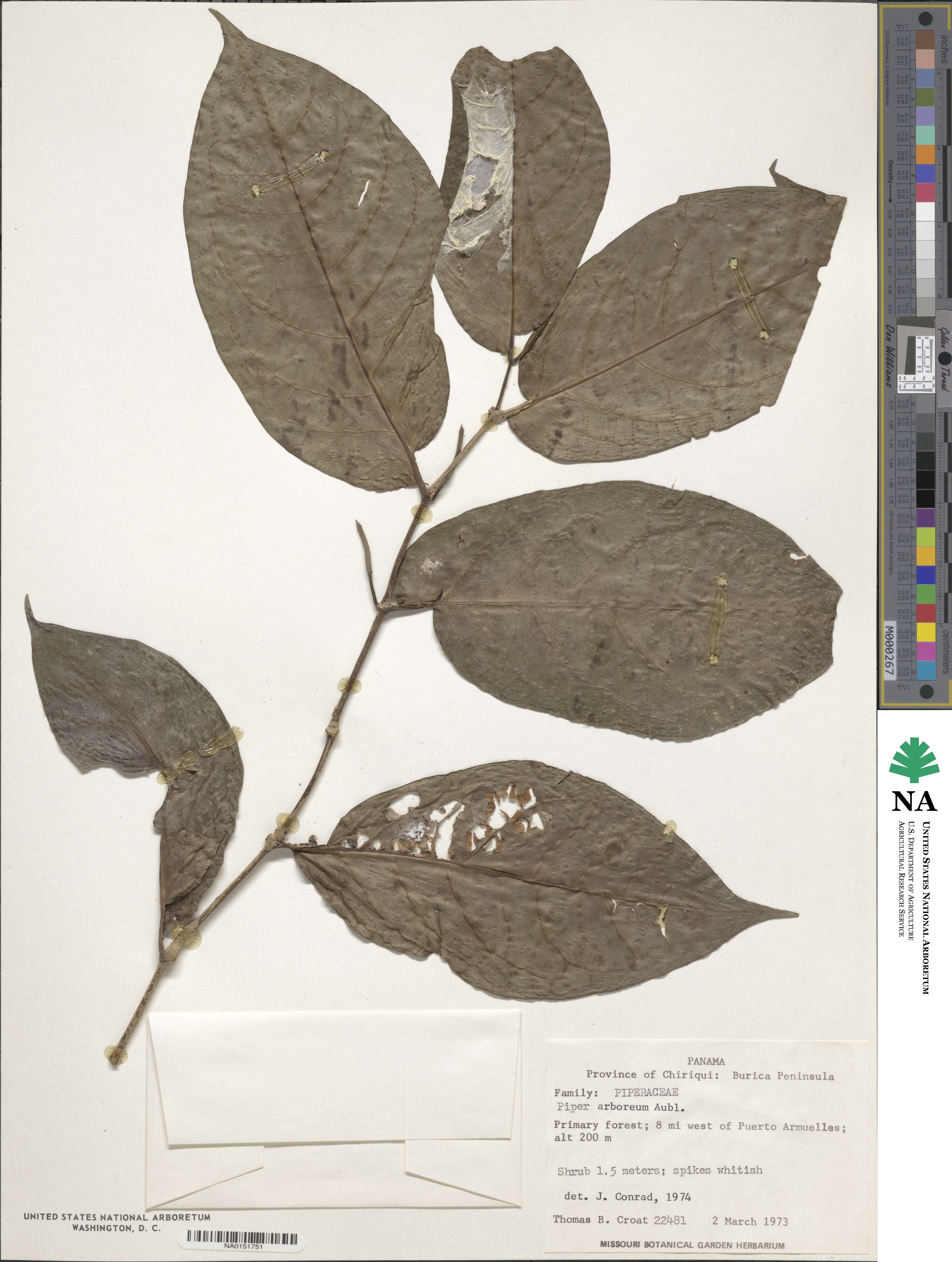 Piper arboreum image