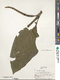 Piper augustum image
