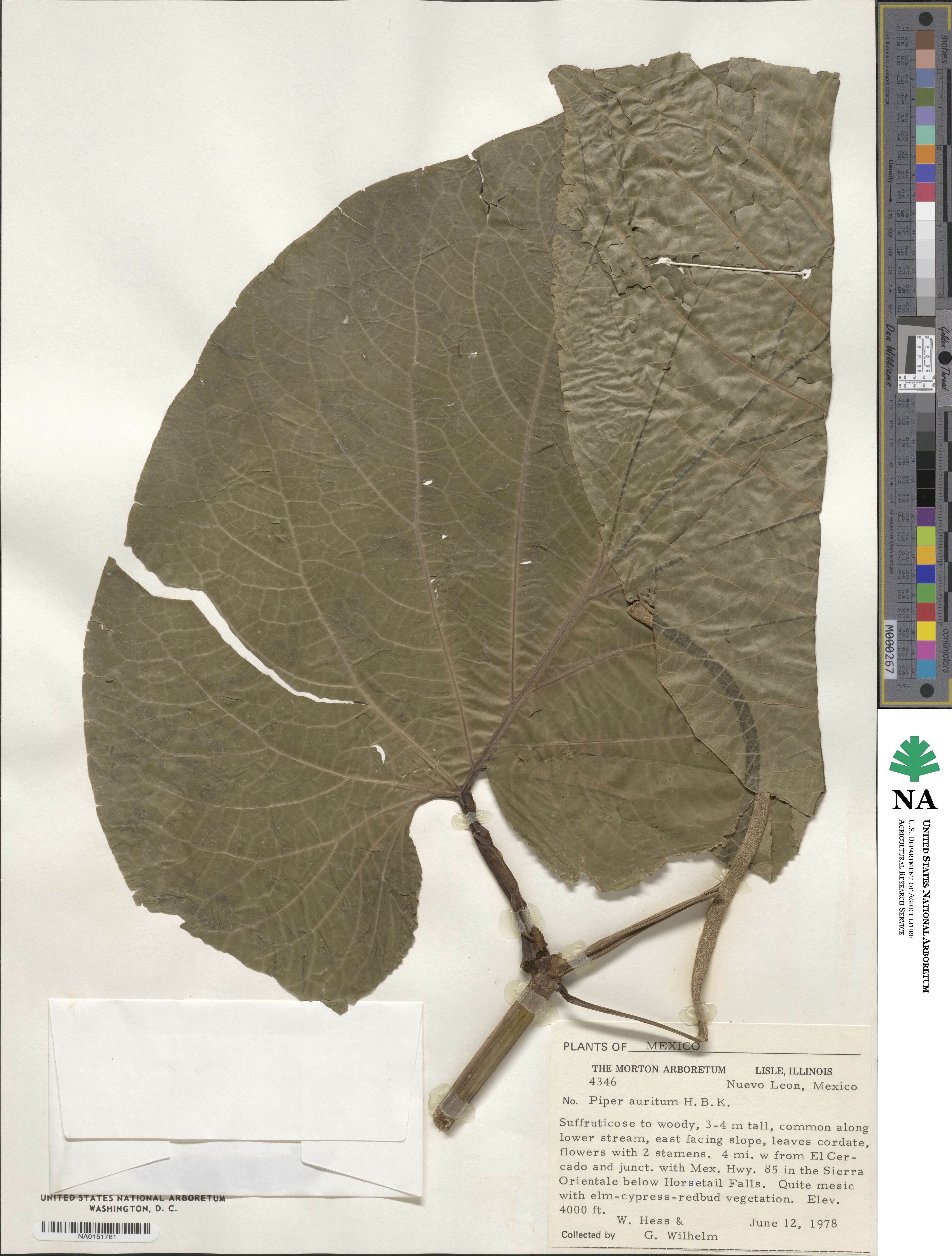 Piper auritum image