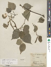 Image of Piper brachypus