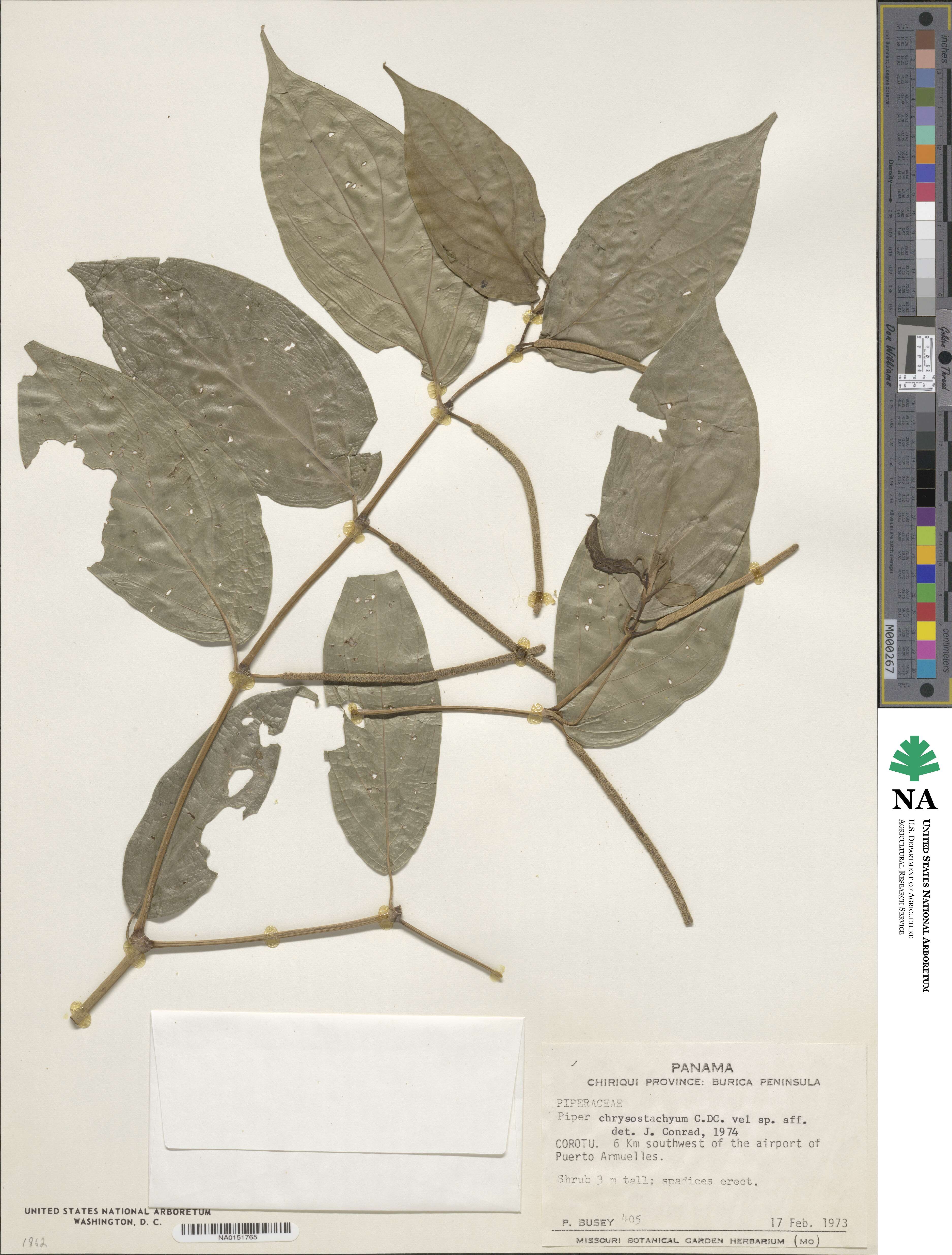 Piper chrysostachyum image