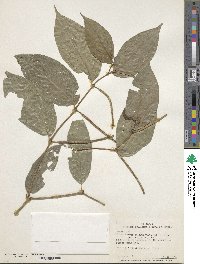Image of Piper chrysostachyum
