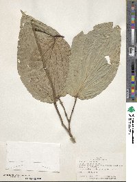 Image of Piper concepcionis