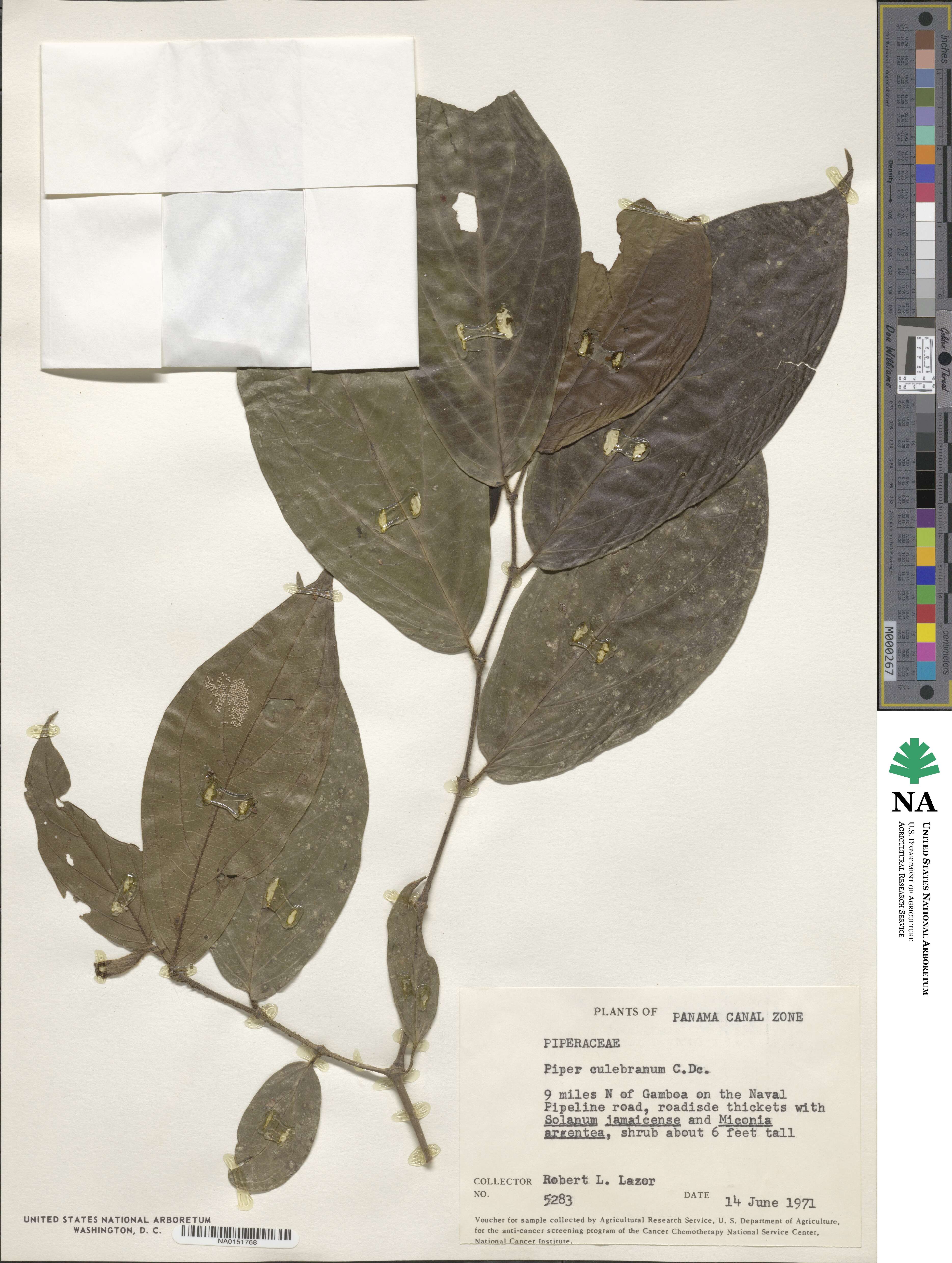 Piper culebranum image