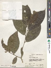 Image of Piper culebranum