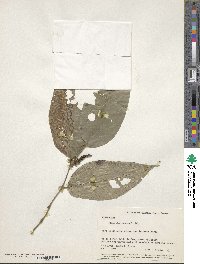 Image of Piper darienense