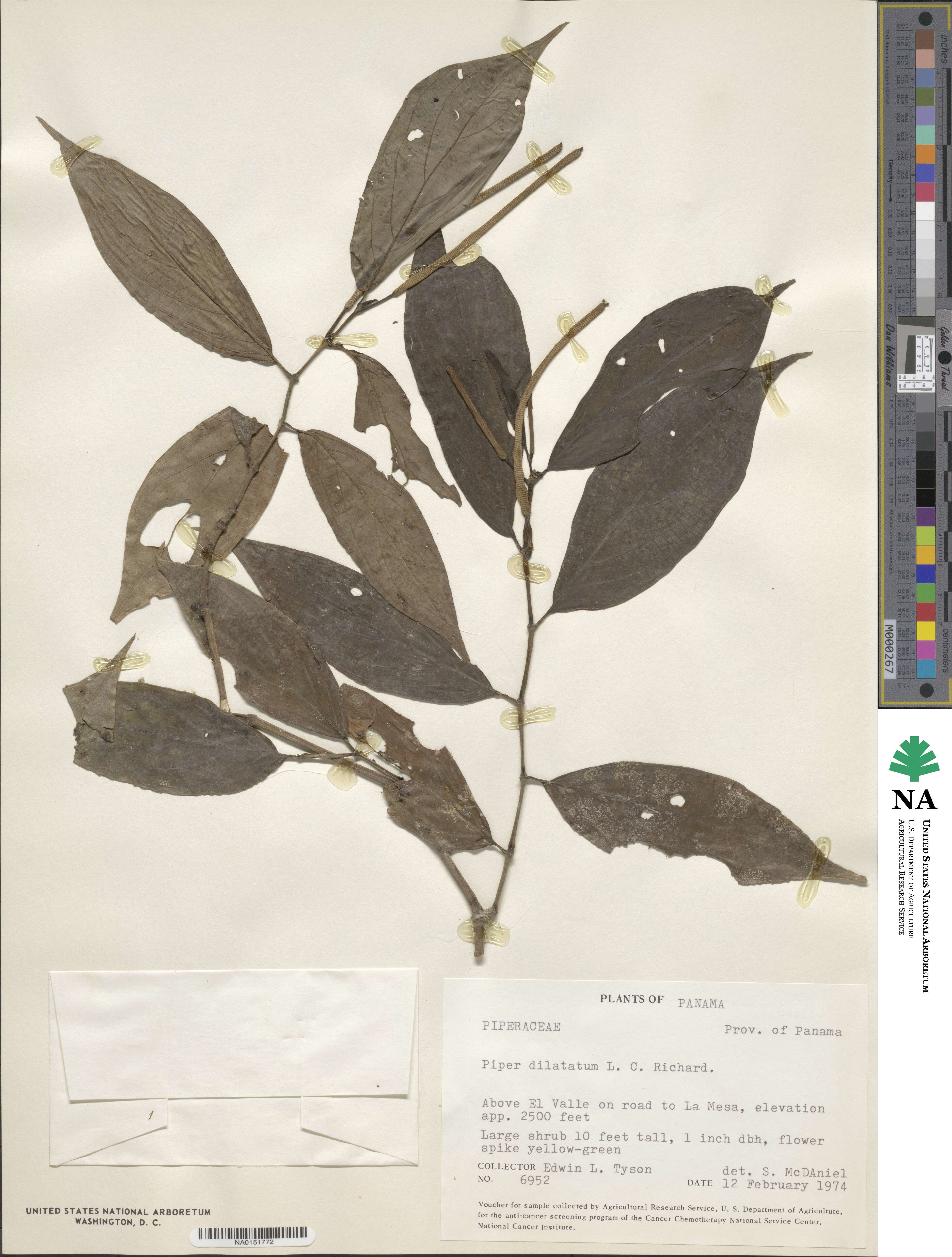 Piper dilatatum image