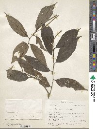 Piper dilatatum image