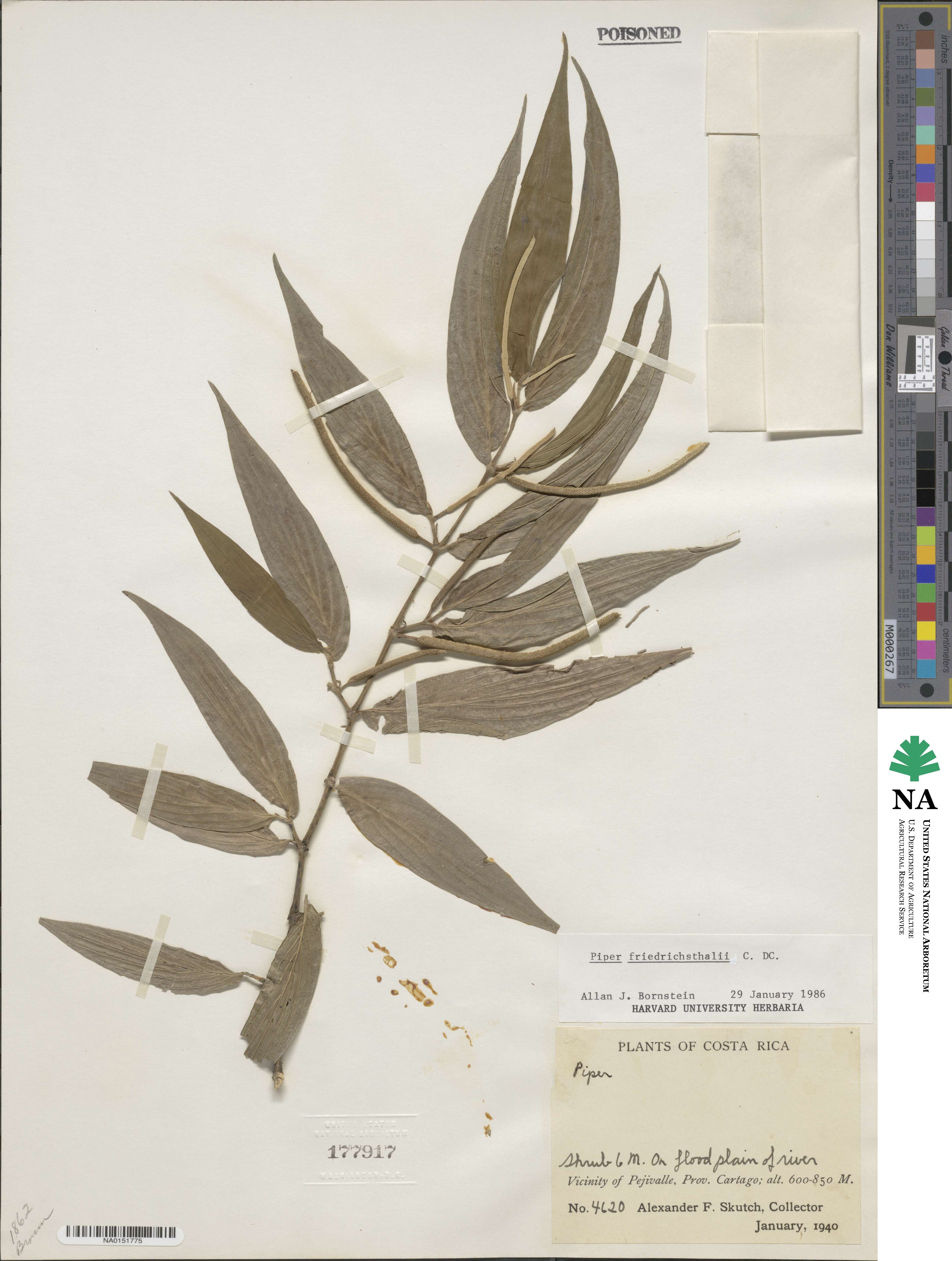 Piper friedrichsthalii image
