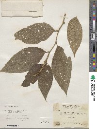 Piper hispidum image