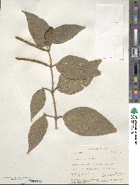 Piper hispidum image