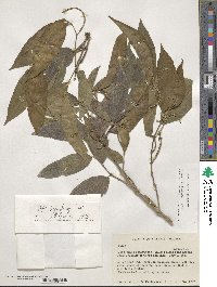 Piper hispidum image