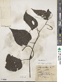 Piper marginatum image