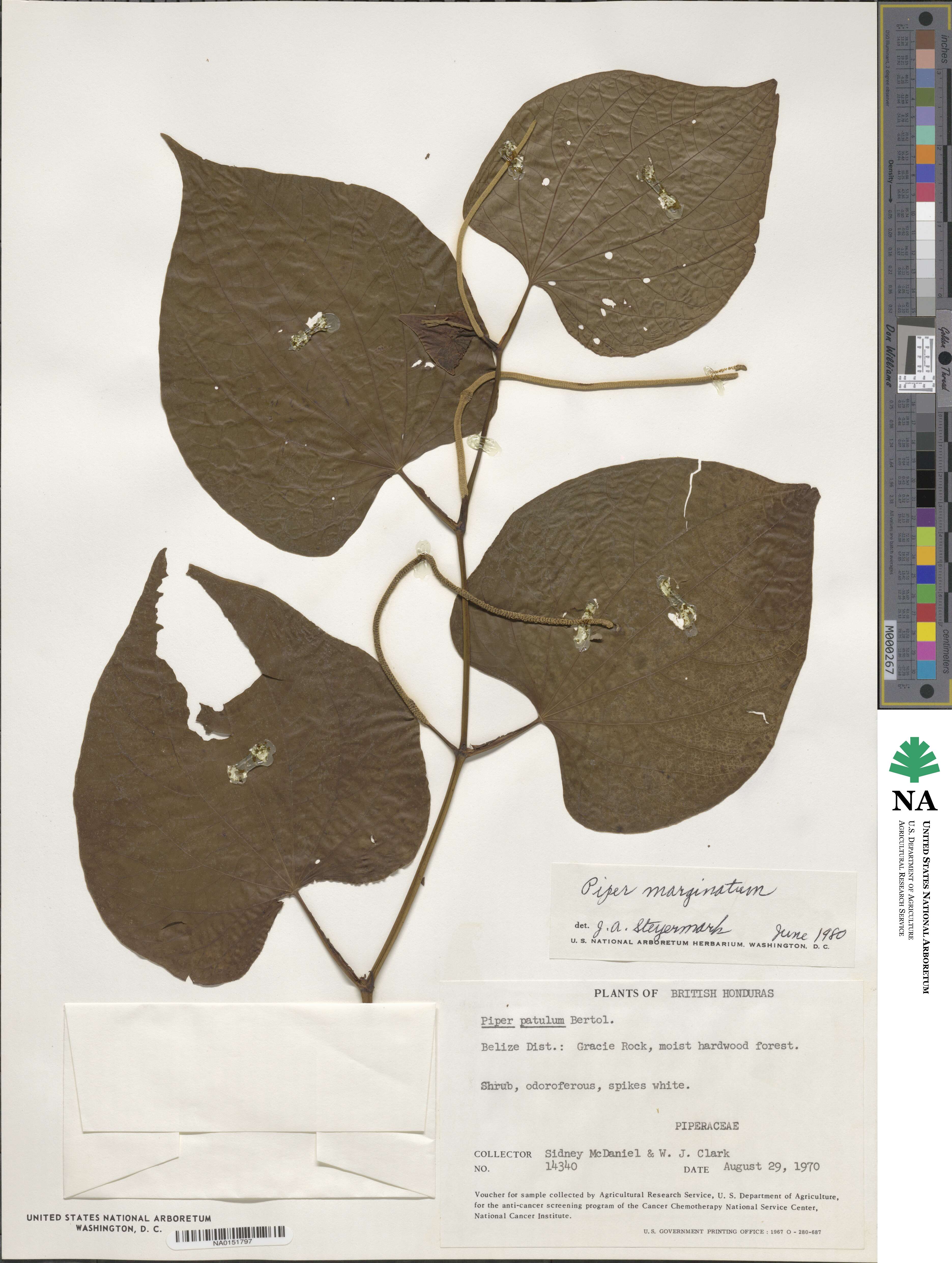 Piper marginatum image