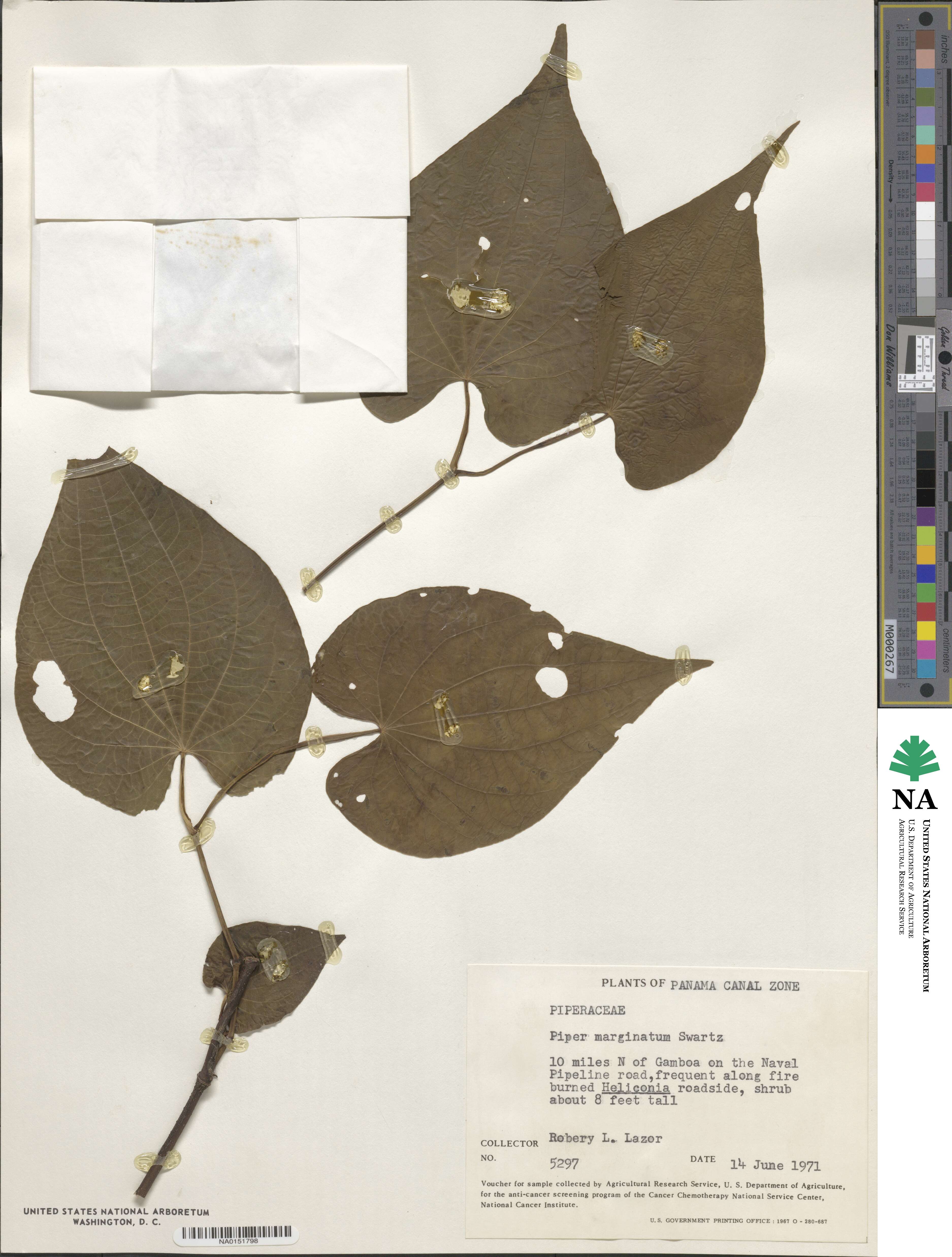 Piper marginatum image