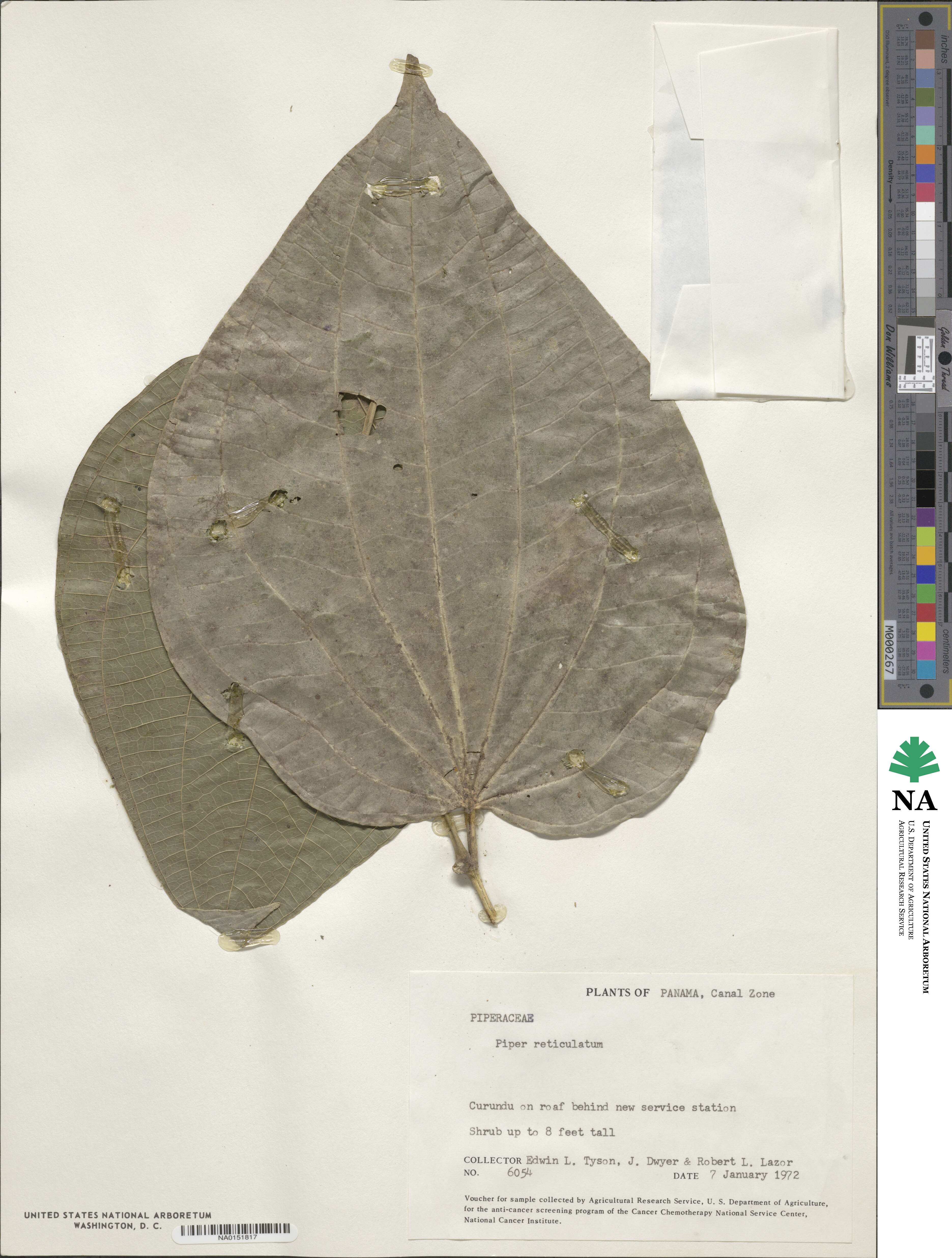 Piper reticulatum image