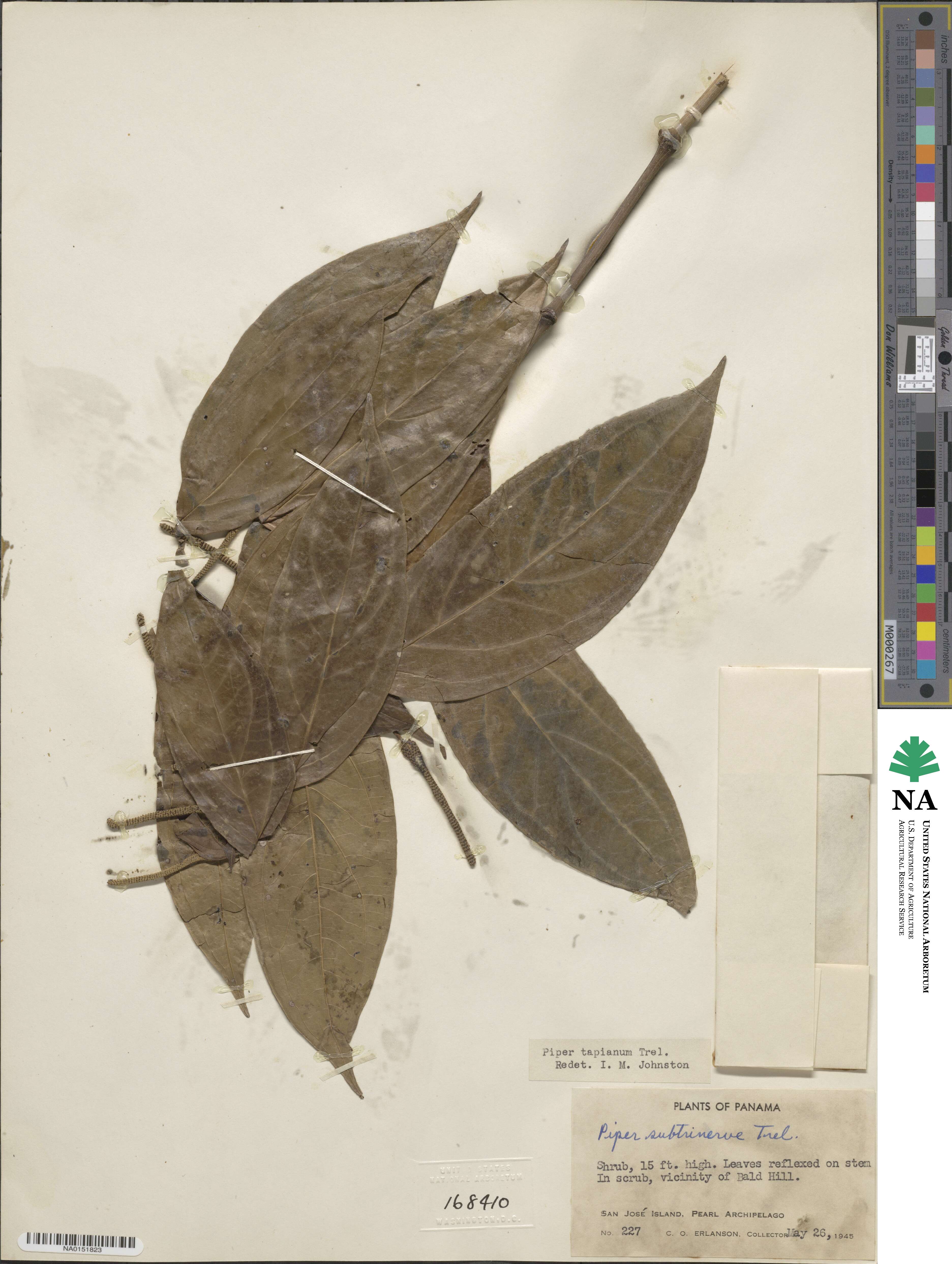 Piper tapianum image