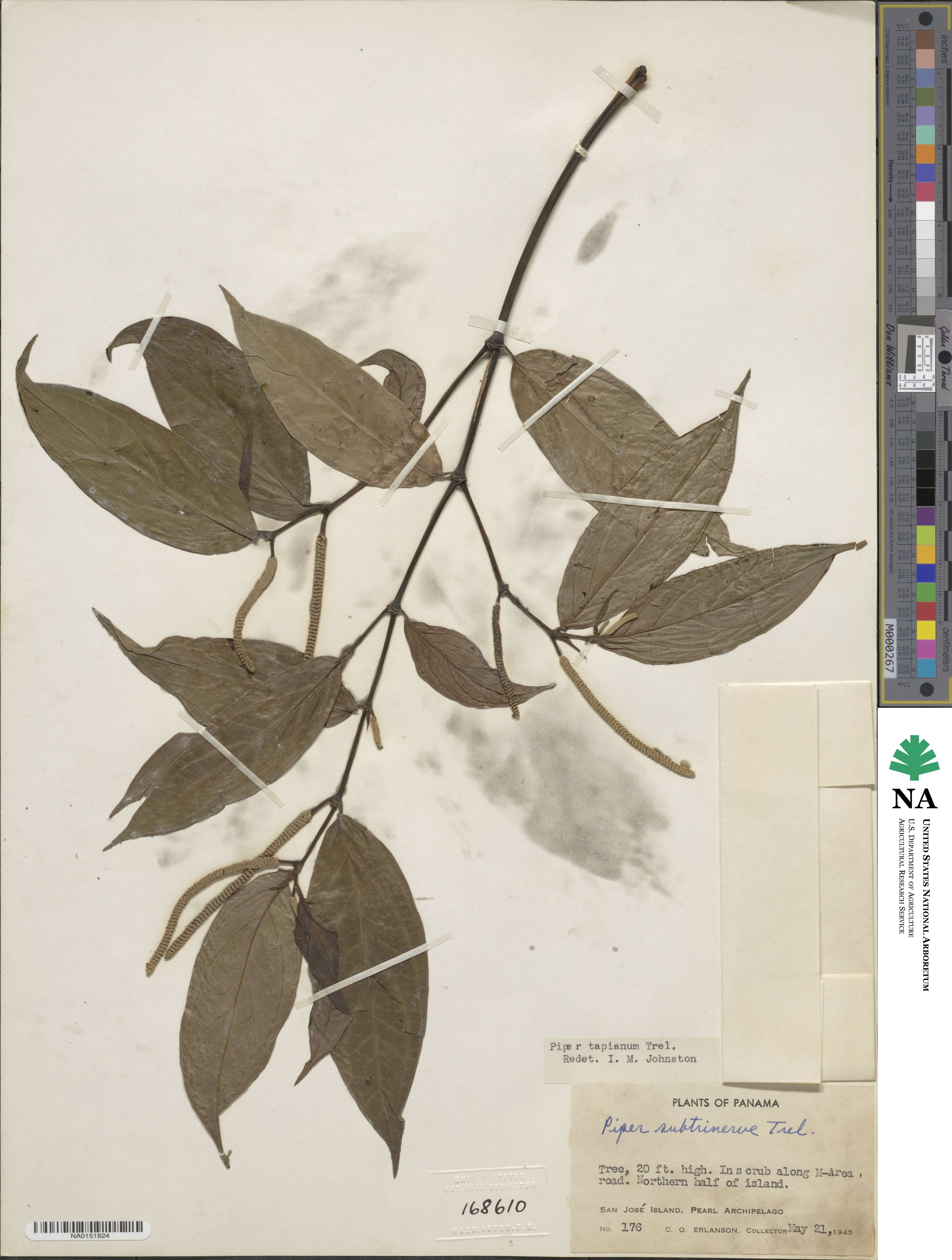 Piper tapianum image