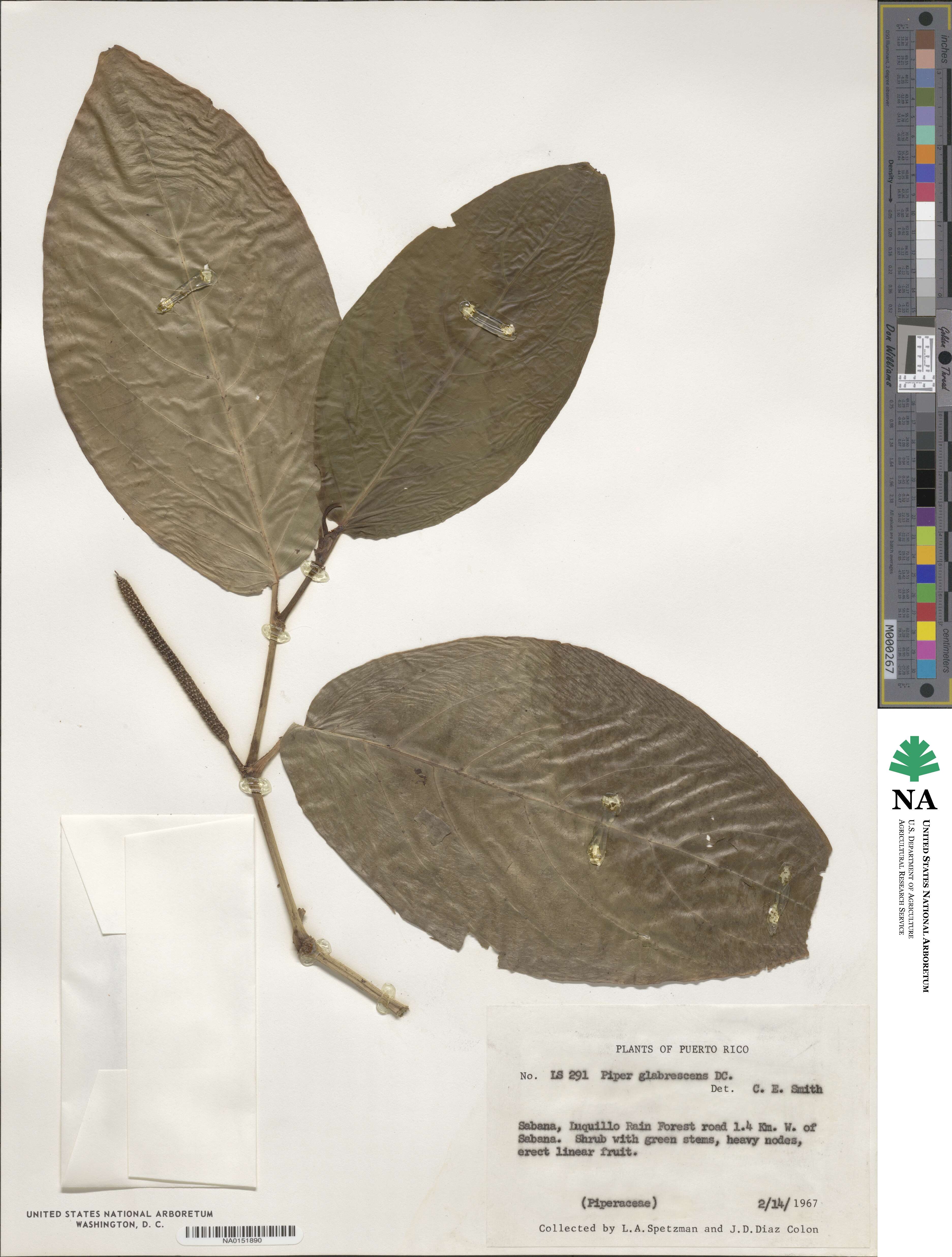 Piper glabrescens image