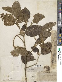 Image of Piper artanthe