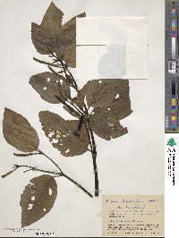 Image of Piper barbatum