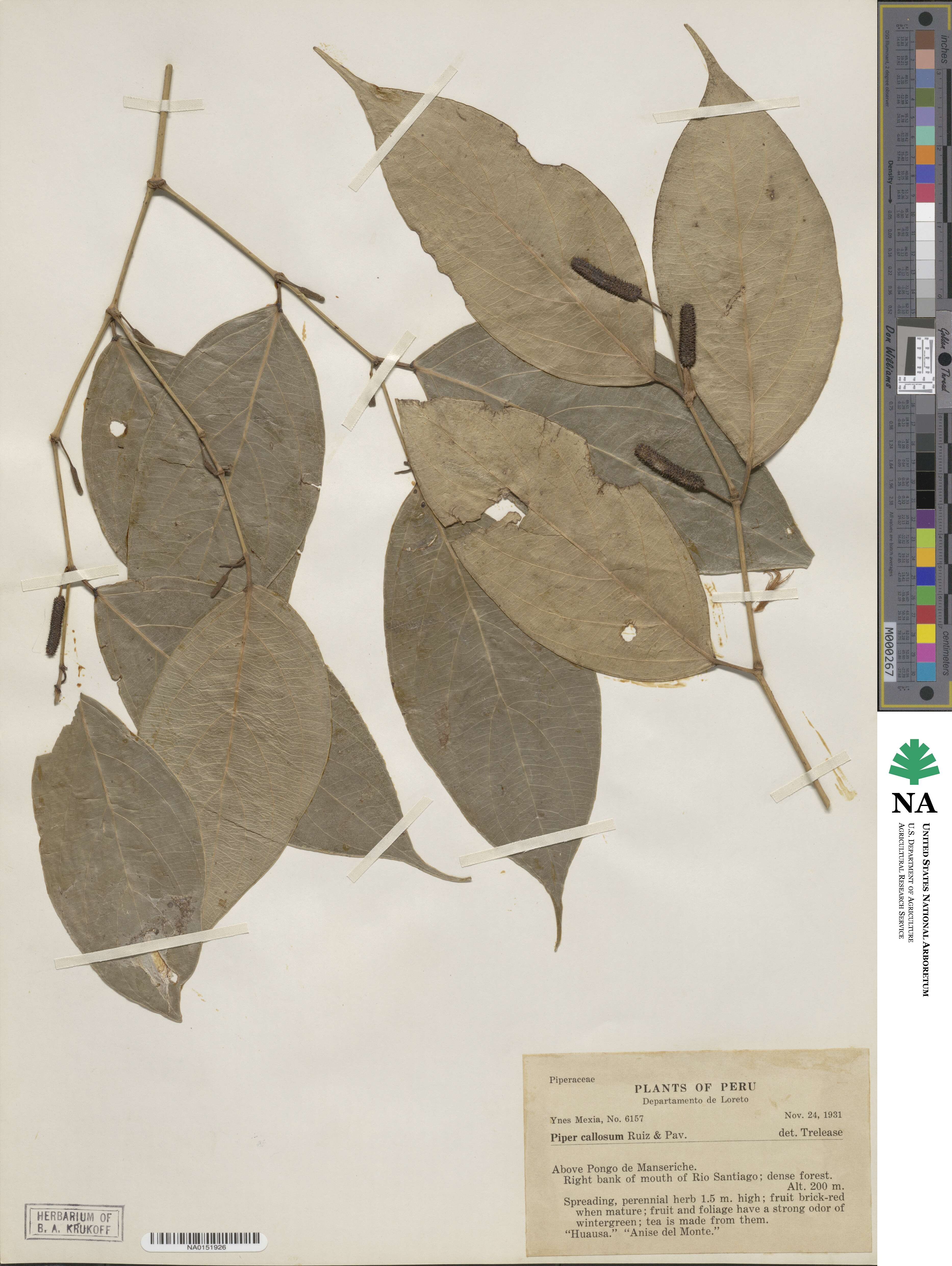 Piper callosum image