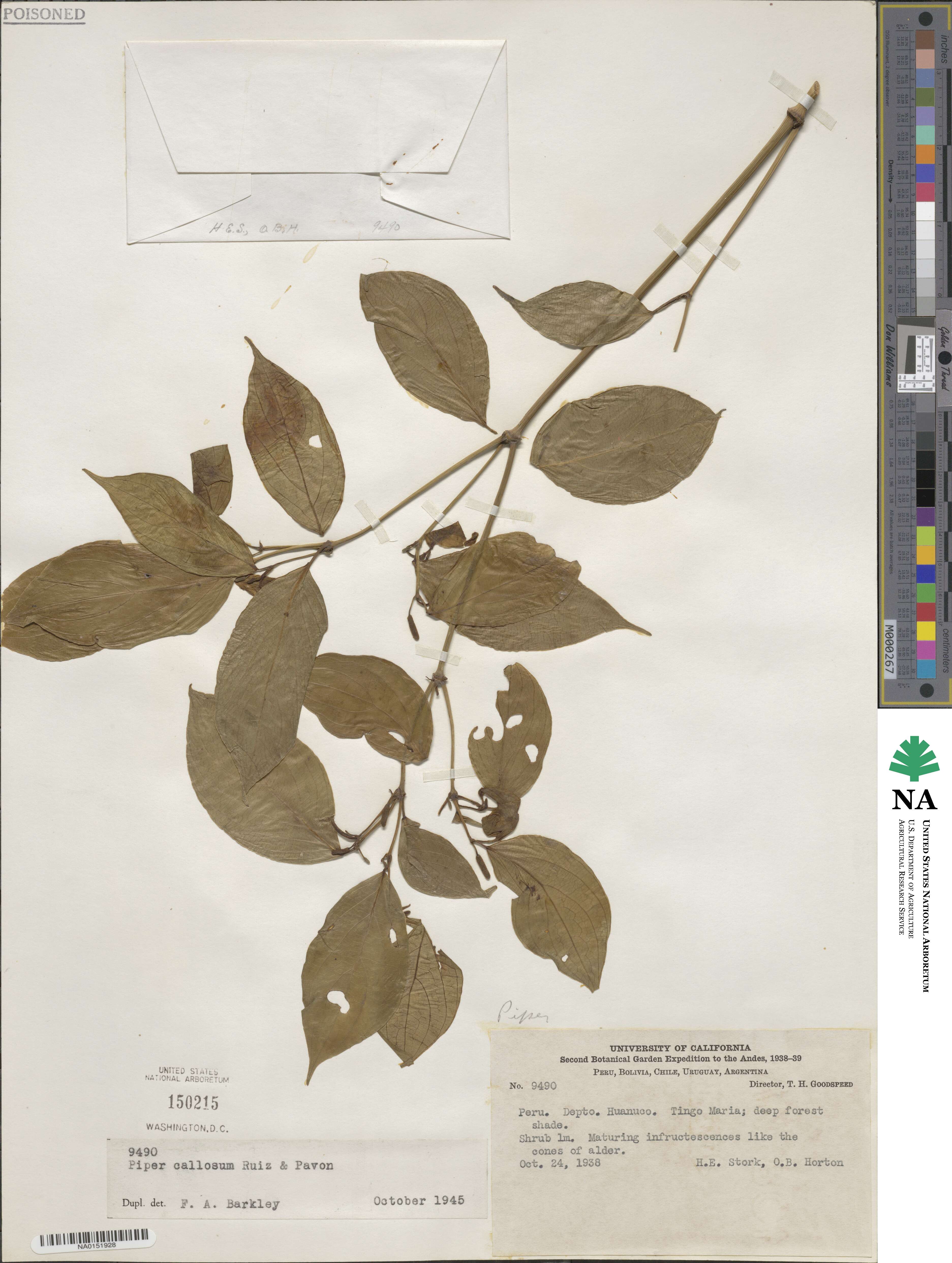 Piper callosum image