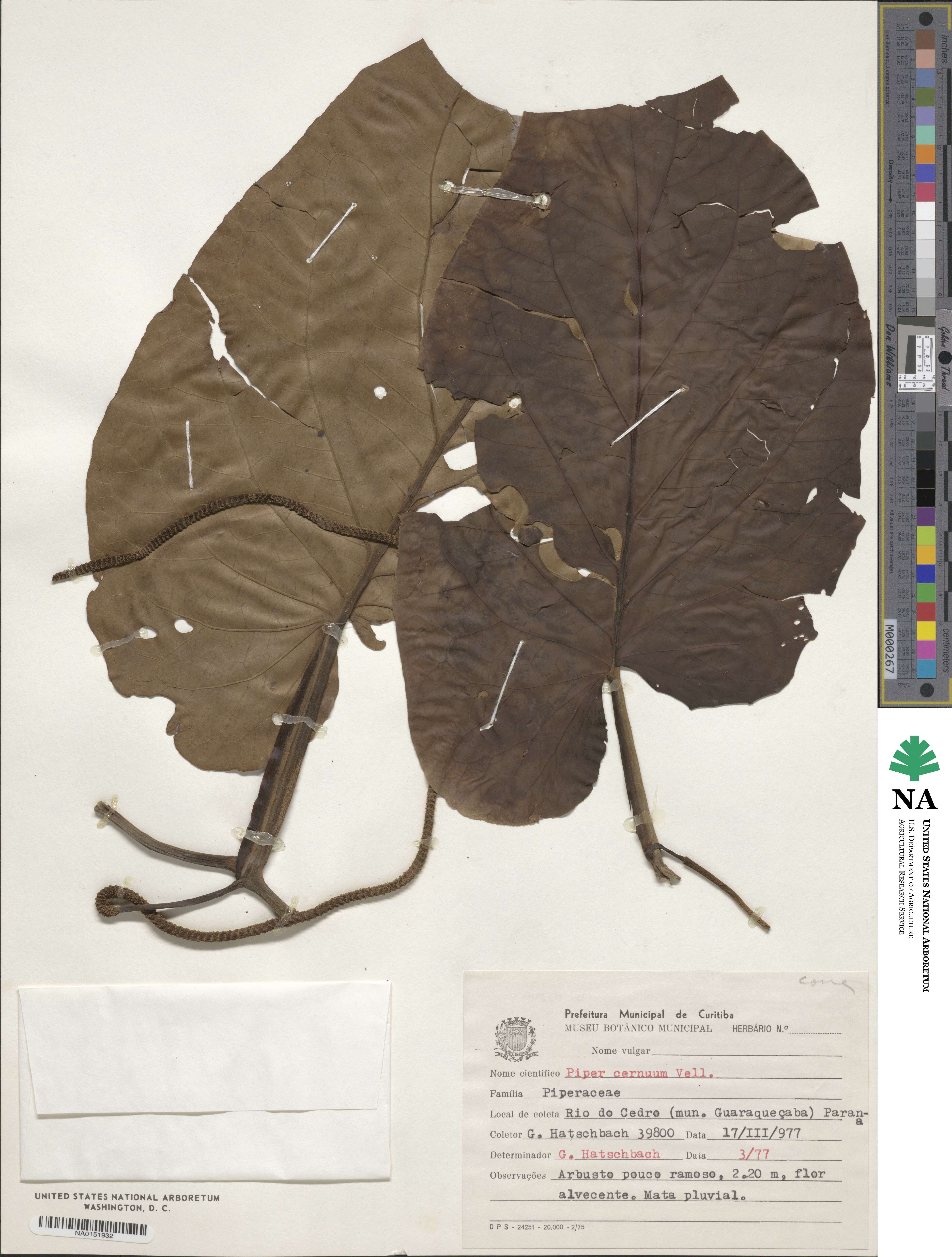Piper cernuum image