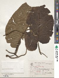 Image of Piper cernuum