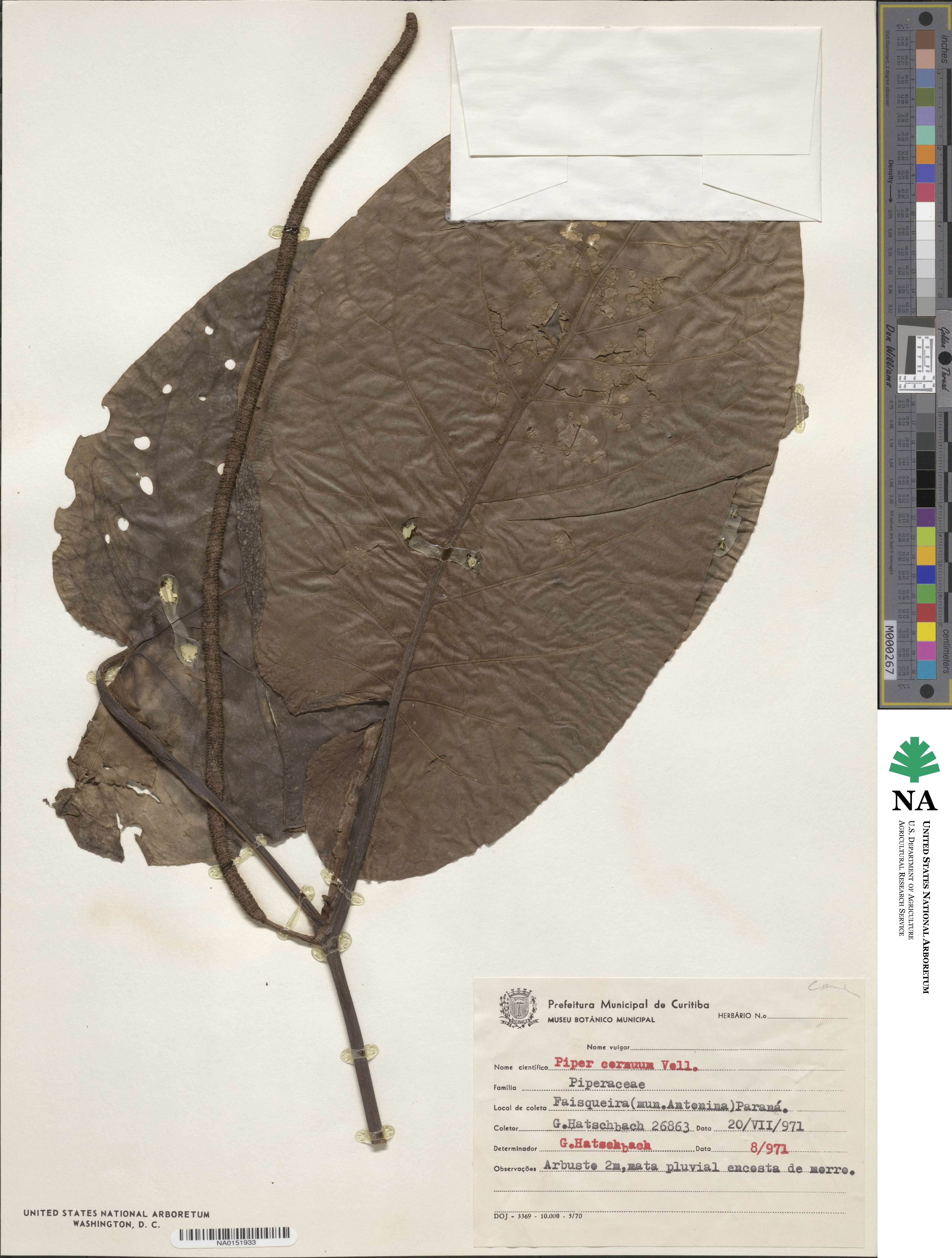Piper cernuum image