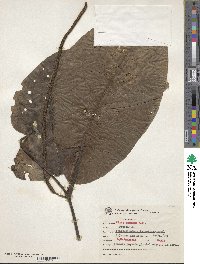 Piper cernuum image
