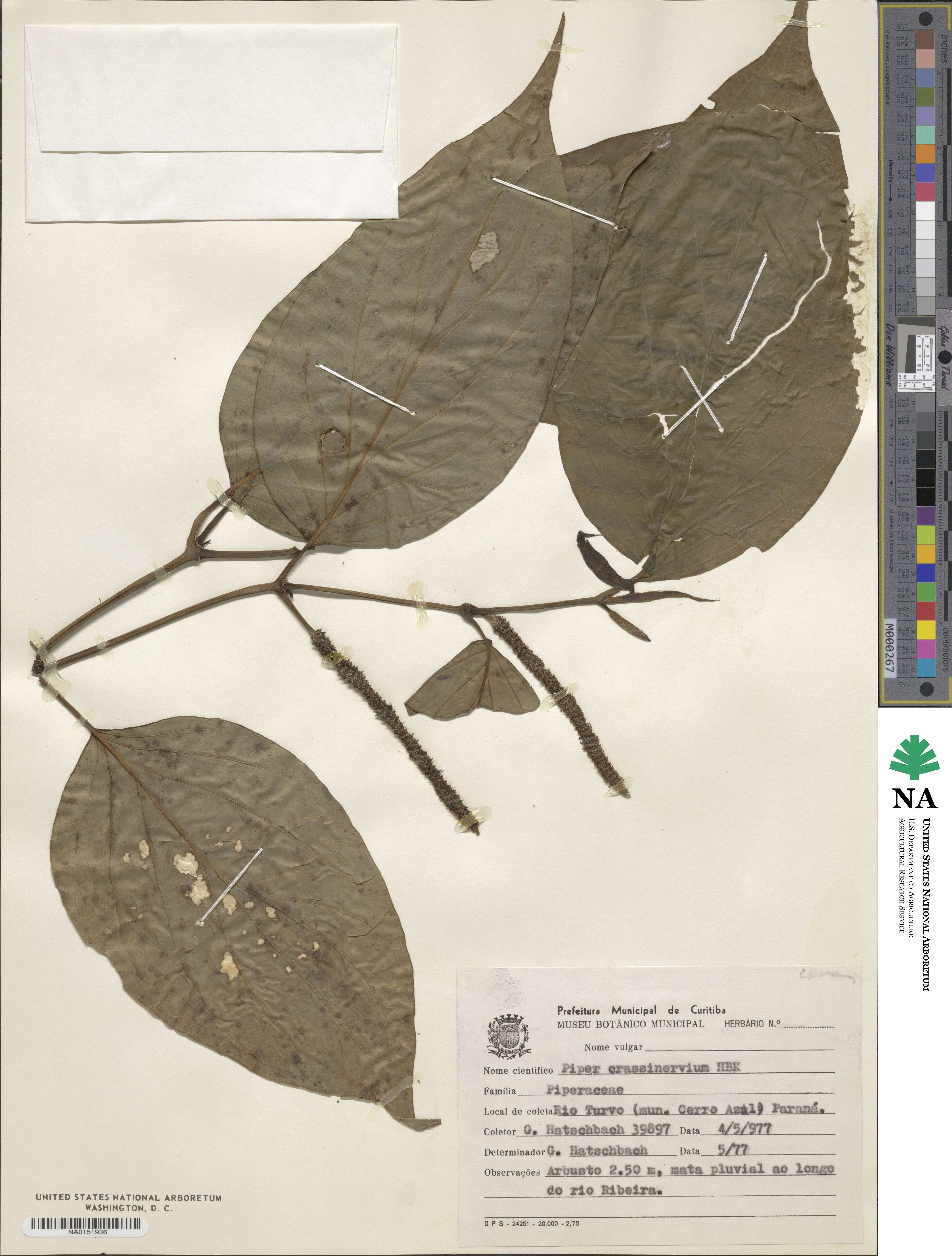 Piper crassinervium image