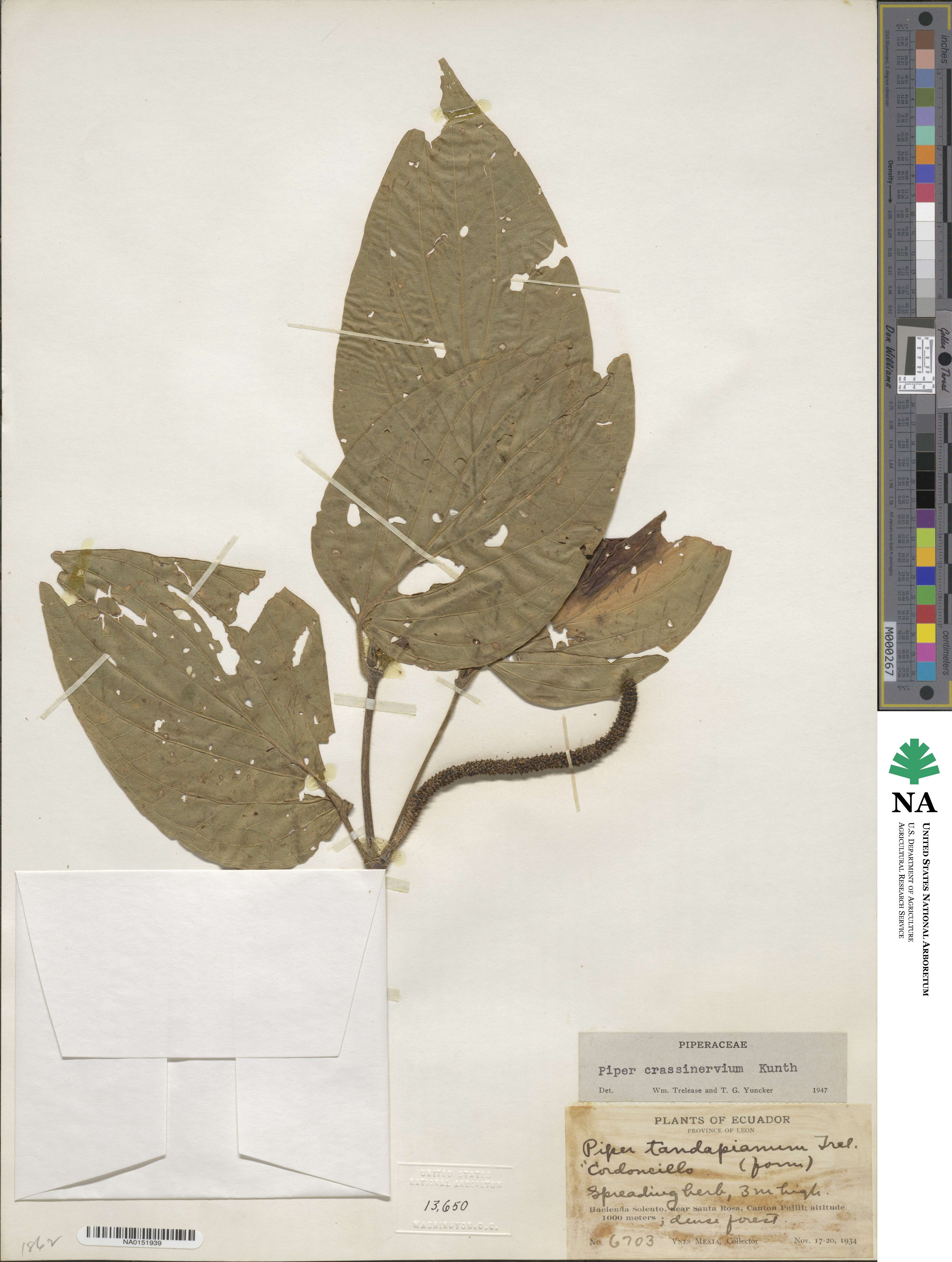 Piper crassinervium image