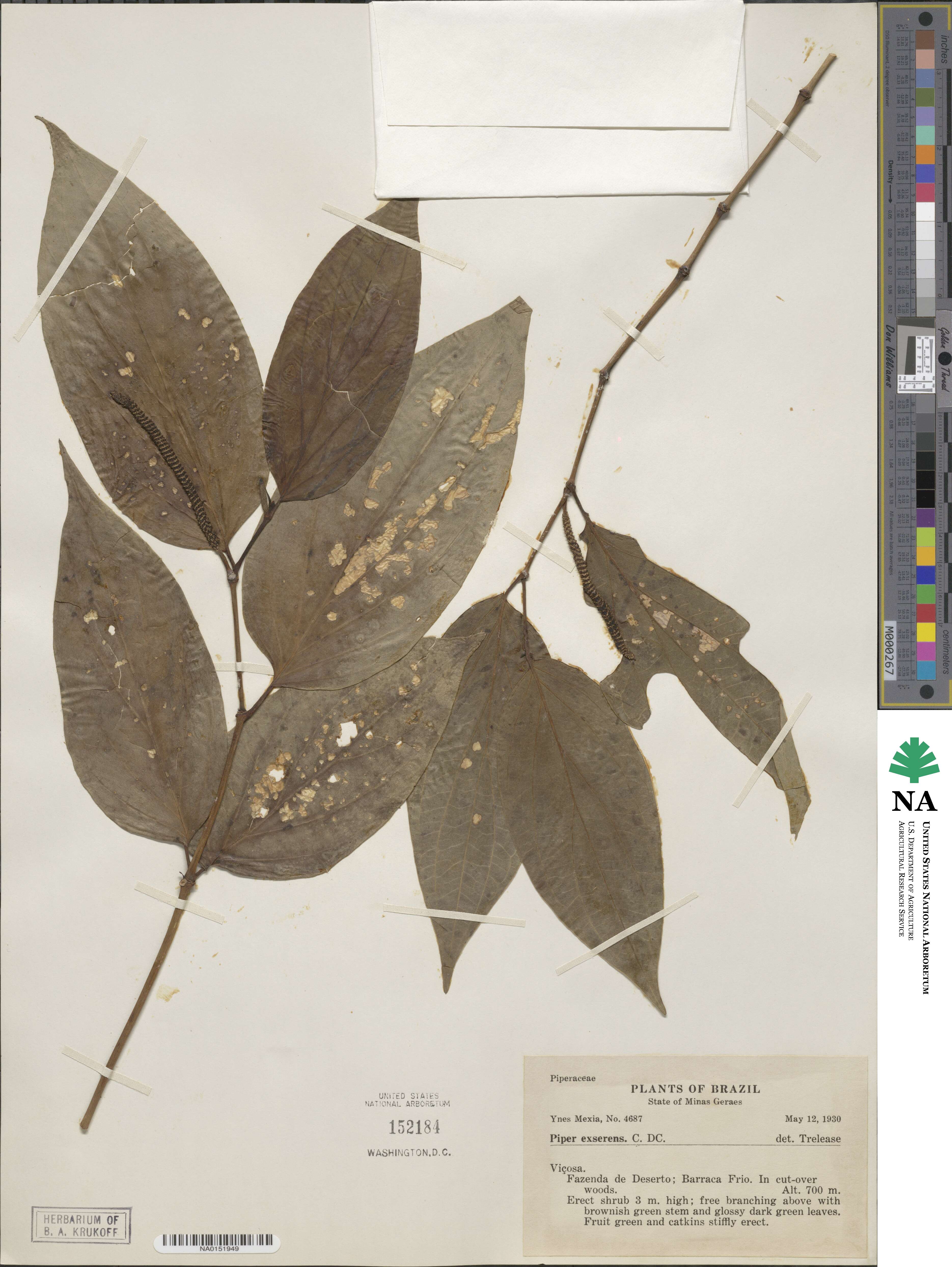 Piper crassinervium image