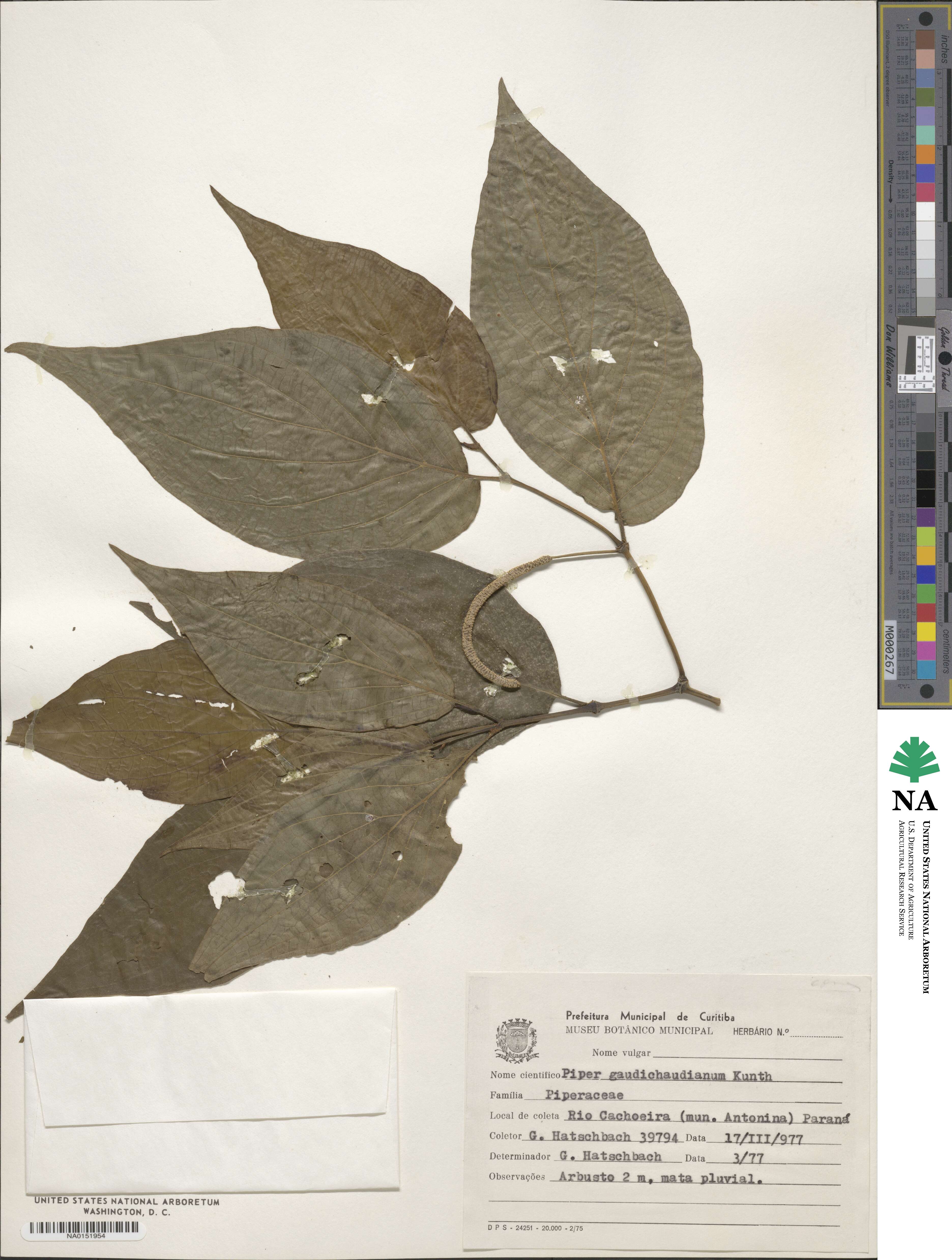 Piper gaudichaudianum image