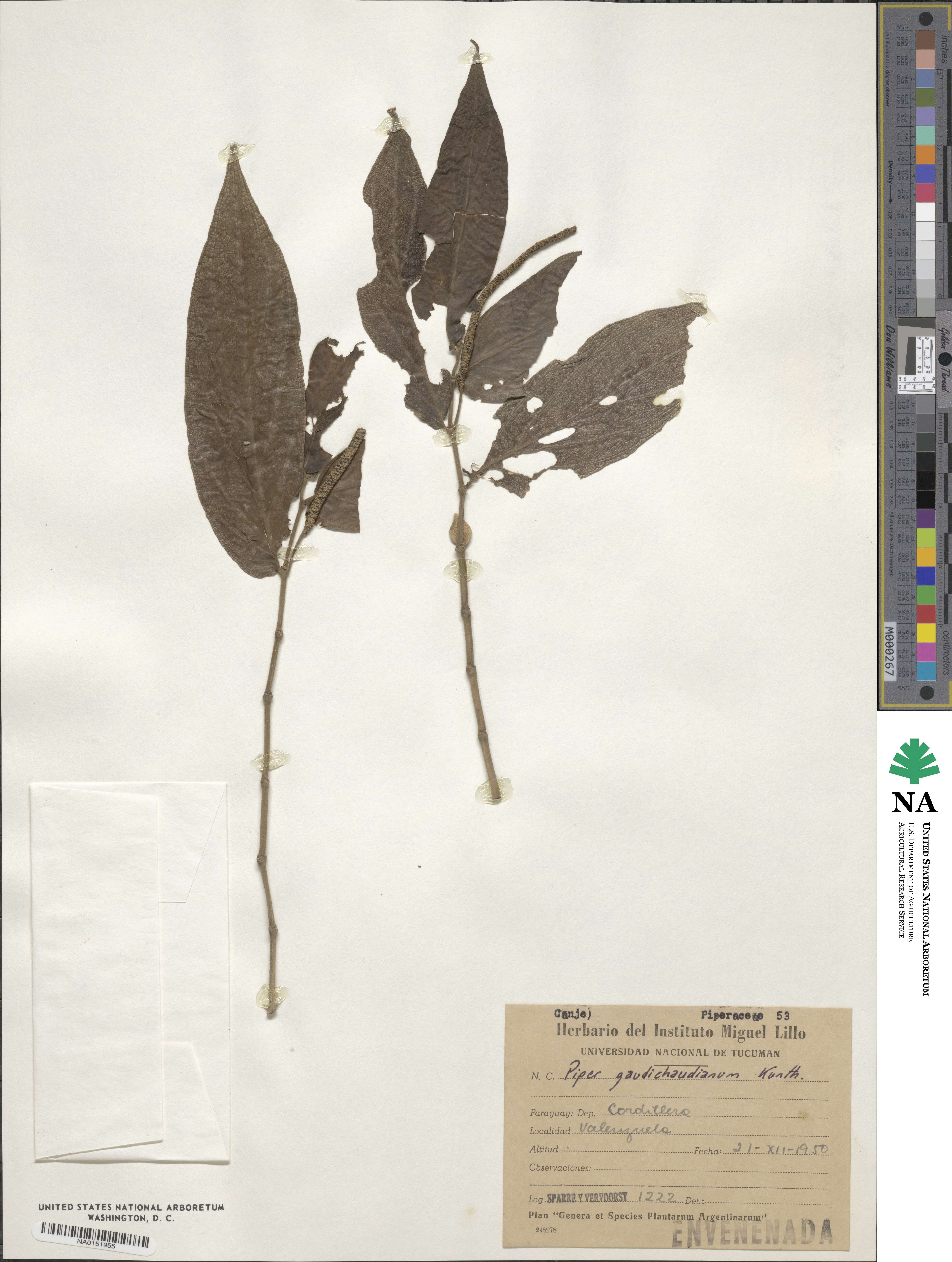Piper gaudichaudianum image